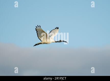 African Sacred Ibis (Threskiornis aethiopicus), Overberg, Südafrika Stockfoto