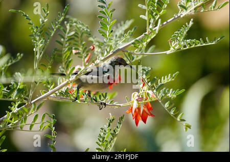 Südlicher Doppelkragen-Sonnenvogel (Cinnyris chalybeus), endemisch im südlichen Afrika, ernähren sich von Kankerbos (Lessertia frutescens) Hermanus, Südafrika Stockfoto