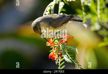 Malachite Sunbird (Nectarinia famosa) weibliche Fütterung von Kankerbos (Lessertia frutescens) Hermanus, Südafrika Stockfoto