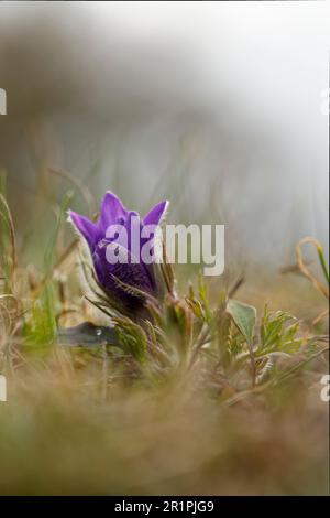 Cowslip, Pasque-Blume, Pulsatilla vulgaris Stockfoto