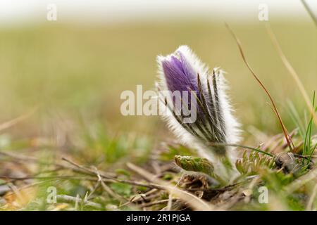 Cowslip, Pasque-Blume, Pulsatilla vulgaris Stockfoto