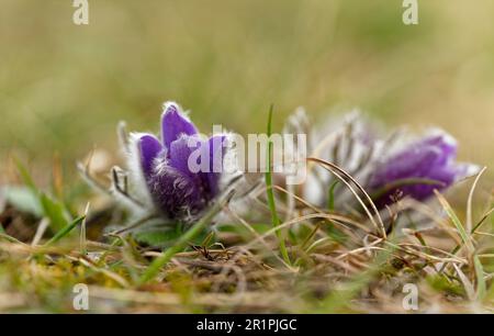 Cowslip, Pasque-Blume, Pulsatilla vulgaris Stockfoto