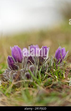 Cowslip, Pasque-Blume, Pulsatilla vulgaris Stockfoto