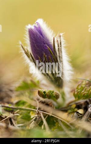 Cowslip, Pasque-Blume, Pulsatilla vulgaris Stockfoto