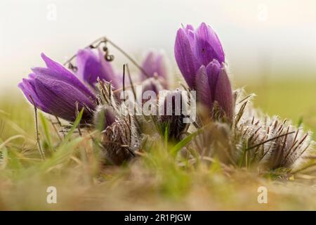 Cowslip, Pasque-Blume, Pulsatilla vulgaris Stockfoto