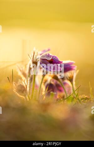 Cowslip, Pasque-Blume, Pulsatilla vulgaris Stockfoto