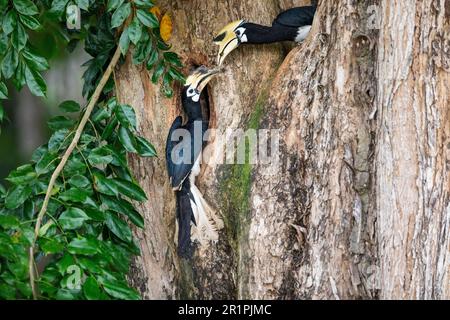 Erwachsener männlicher orientalischer Rattenschwanz, der seinen Partner mit einem Käfer füttert, um den Nestbau im Stamm eines angsana-Baumes in Singapur zu fördern Stockfoto