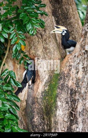 Erwachsener männlicher orientalischer Rattenschwanz bringt einen Käfer mit, um seinen Partner zu füttern und zum Nestbau im Stamm eines angsana-Baumes, Singapor, zu ermutigen Stockfoto