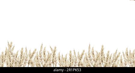 Nahtlose Rahmenvorlage für Weizenfeld mit Kopierbereich. Horizontales Banner in Aquarellfarben, Shavuot-Begrüßungsbild Stockfoto