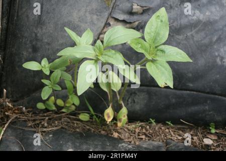 Sonnenblume auf Leder Stockfoto
