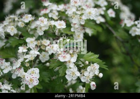 Rosenkeime auf Blumen Stockfoto