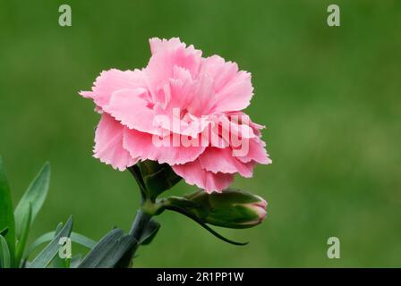 Nelkenblüte Dianthus caryophyllus, auch als Grenadine oder Nelkenrosa Herbstpflanze bezeichnet. Unscharfer natürlicher grüner Hintergrund. Trencin, Slowakei Stockfoto