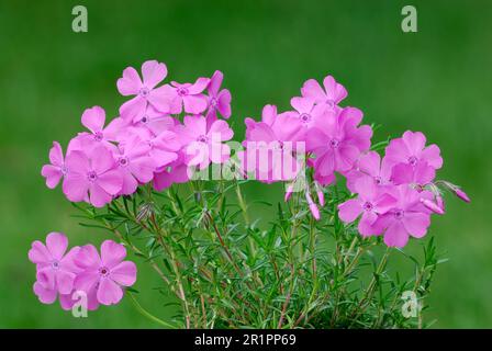 Schleichende Phlox subulata Mac Daniels Kissen rosa Blumen, Nahaufnahme. Unscharfer natürlicher grüner Hintergrund. Ziergarten, Trencin Slovakia Stockfoto