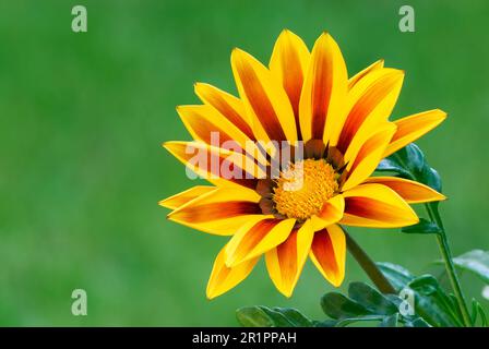 Blütengazania Rigens, Big Kiss Yellow Flame Blume, Nahaufnahme. Im Ziergarten. Unscharfer natürlicher grüner Hintergrund. Speicherplatz kopieren. Trencin, Slowakei Stockfoto