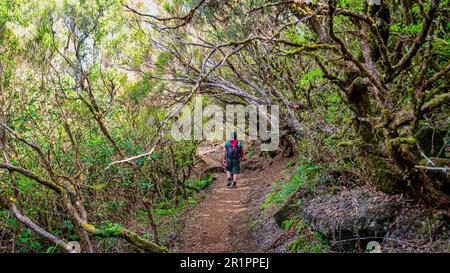 Ein junger Erwachsener, männlicher Wanderer, der auf einem gewundenen Pfad durch einen üppigen und lebhaften Wald wandert Stockfoto