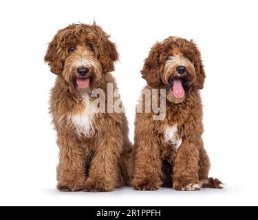 Bezauberndes Duo, australischer Cobberdog, auch bekannt als Labradoodle Hundewelpen, sitzt mit Blick nach vorne. Ich schaue direkt in die Kamera. Weiße Flecken auf Brust und Zehen. Isolat Stockfoto