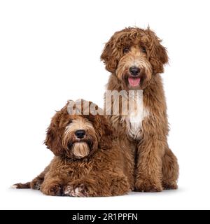 Bezauberndes australisches Duo Cobberdog alias Labradoodle Hundewelpen, sitzend und liegend nach vorne. Ich schaue direkt in die Kamera. Weiße Flecken auf Brust und Zehen Stockfoto