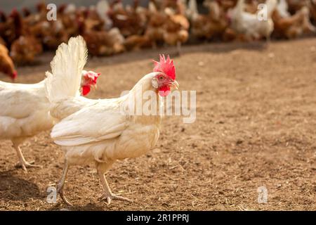 Ein weißes Huhn, das auf seltsame Weise auf dem Hof einer Farm herumläuft. Im Hintergrund befinden sich mehrere braune Hühner. Stockfoto