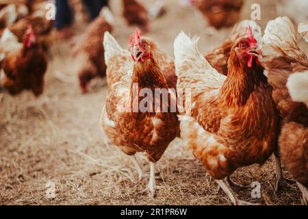 Viele Hühner laufen im Hof eines Biobauernhofs herum. Stockfoto