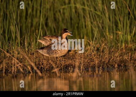 Siver Teal , La Pampa Province, Patagonia, Argentinien, Stockfoto