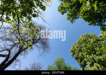 Sofia, Bulgarien. Mai 2023. Die Kronen der Bäume mit dem klaren Himmel im Hintergrund Stockfoto