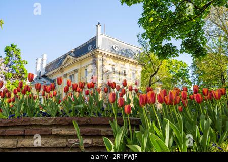 Sofia, Bulgarien. Mai 2023. Farbenfrohe Tulpen in einem Park im Stadtzentrum Stockfoto