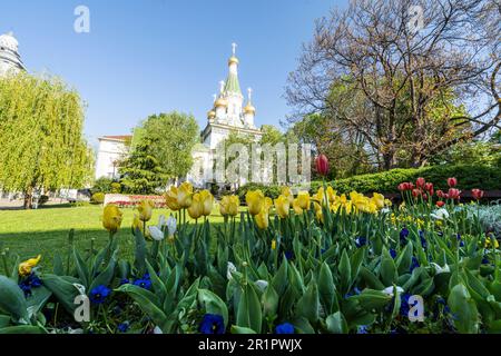 Sofia, Bulgarien. Mai 2023. Farbenfrohe Tulpen in einem Park im Stadtzentrum mit den Kuppeln der St. Nicholas Kirche im Hintergrund Stockfoto