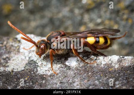 Makro einer wunderschön farbigen Nomadenbiene (wahrscheinlich Nomada flava), während sie Grabsteine auf der Suche nach Wirtsnestern erforscht, in denen sie ihre Eier legen kann. Stockfoto