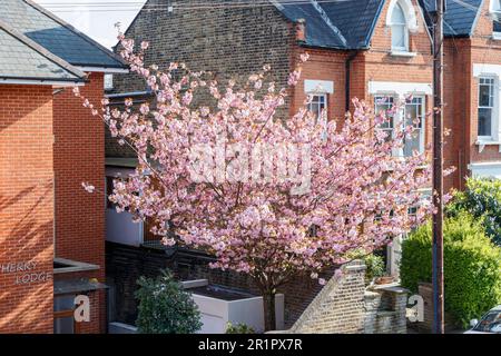 Kirschbäume blühen im Frühling in einem Wohngebiet von North London, Großbritannien Stockfoto