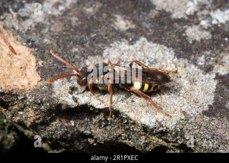 Makro einer wunderschön farbigen Nomadenbiene (wahrscheinlich Nomada flava), während sie Grabsteine auf der Suche nach Wirtsnestern erforscht, in denen sie ihre Eier legen kann. Stockfoto