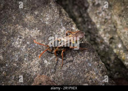 Makro einer wunderschön farbigen Nomadenbiene (wahrscheinlich Nomada flava), während sie Grabsteine auf der Suche nach Wirtsnestern erforscht, in denen sie ihre Eier legen kann. Stockfoto