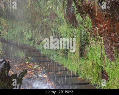 Wanderung an einer Levada in Madeira, Wanderung entlang einer Levada in Madeira, Madeira, Portugal Stockfoto