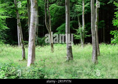 Landschaft eines schottischen Waldes, in dem die Baumstämme eine harmonische Szene schaffen. Stockfoto