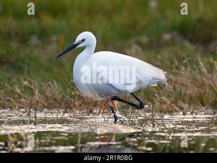 Little Egret (Egretta garzetta) Angeln in den Feuchtgebieten des bot River, Overberg, Südafrika. Stockfoto