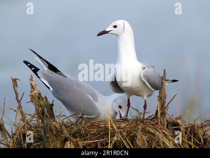 Hartbutt-Möwe (Chroicocephalus hartlaubii) endemisch im südlichen Afrika, bot River Lagune, Overberg, Südafrika. Stockfoto