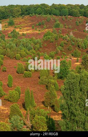 Blick vom Wilseder Berg auf die Heillandschaft Stockfoto