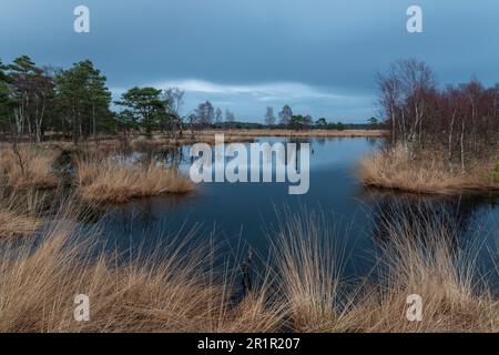Das Pietzmoor in der Lüneburger Heide. Stockfoto