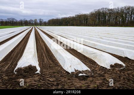 Wesel, Nordrhein-Westfalen, Deutschland - Spargelfeld, Spargelanbau unter Folie, Spargelspargel, hier anlässlich einer Presseveranstaltung zur Eröffnung der Spargelsaison auf dem Spargel- und Obstbetrieb Heinen. Stockfoto