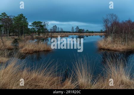 Das Pietzmoor in der Lüneburger Heide. Stockfoto