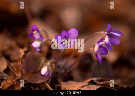 Häufig Hepatica / Leberwürze / Kidneykraut / Pennykraut (Anemone hepatica / Hepatica nobilis) Stockfoto