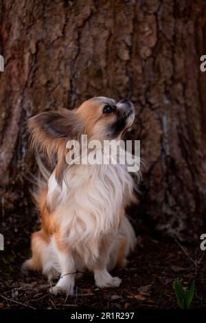 Chihuahua, langhaarig, junger Mann, Porträt, dunkler Naturhintergrund Stockfoto