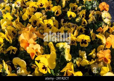 Friedhof, Frühjahrspflanzung, Frühling, April, gelb Stockfoto