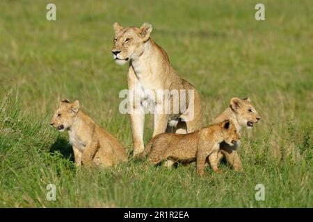 Löwin mit Jungen (Panthera leo), Maasai Mara Game Reserve, Kenia Stockfoto