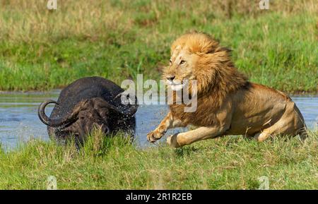 Löwe (Panthera leo) wird von einem alten Cape Buffalo (Syncerus Caffer) angegriffen, Maasai Mara Game Reserve, Kenia, Afrika. Stockfoto