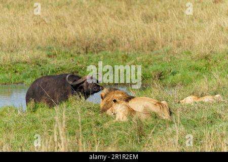 Der Löwenstolz (Panthera leo) belagert einen alten Cape Buffalo, das Maasai Mara Game Reserve, Kenia, Afrika. Stockfoto
