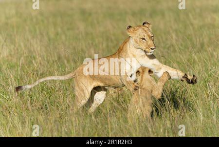 Löwin, die mit Jungen spielt (Panthera leo) Stockfoto