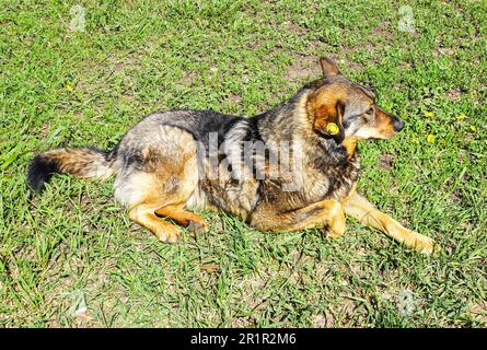 Streunender Hund, der im Sommer auf dem Gras ruht. Der obdachlose Hund liegt auf dem grünen Gras. Hund mit einem Chip-Tag im Ohr Stockfoto