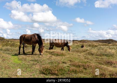 Die beiden wunderschönen Pferde stehen auf einem üppigen grünen Feld und weiden friedlich Stockfoto