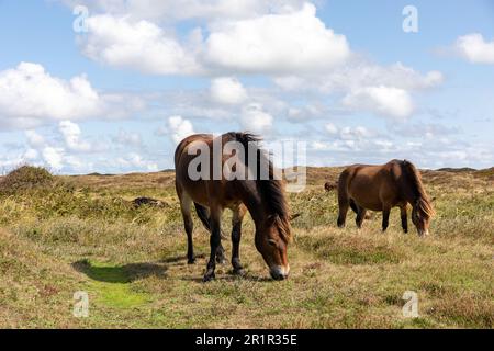 Die beiden wunderschönen Pferde stehen auf einem üppigen grünen Feld und weiden friedlich Stockfoto