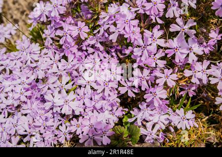 Hintergrund mit hellen Fliederblüten Stockfoto
